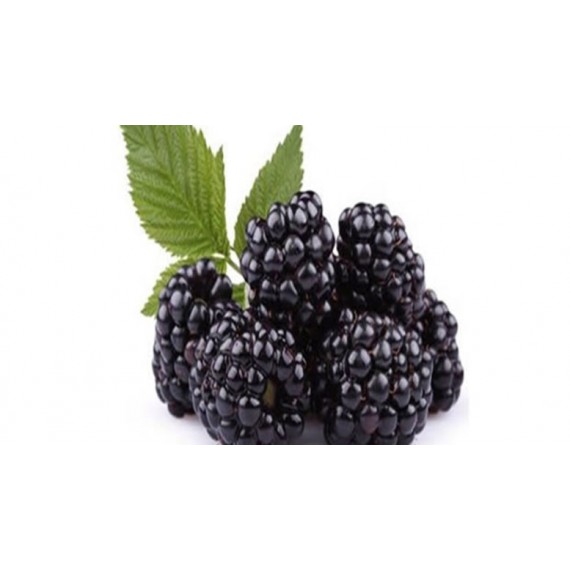 Amora Blackberry Orgânica (100g)